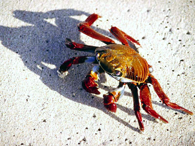 land-crab.jpg