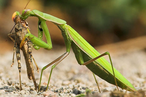 taxonomy_fail_praying_mantis_cannibalism_eating_mate.jpg