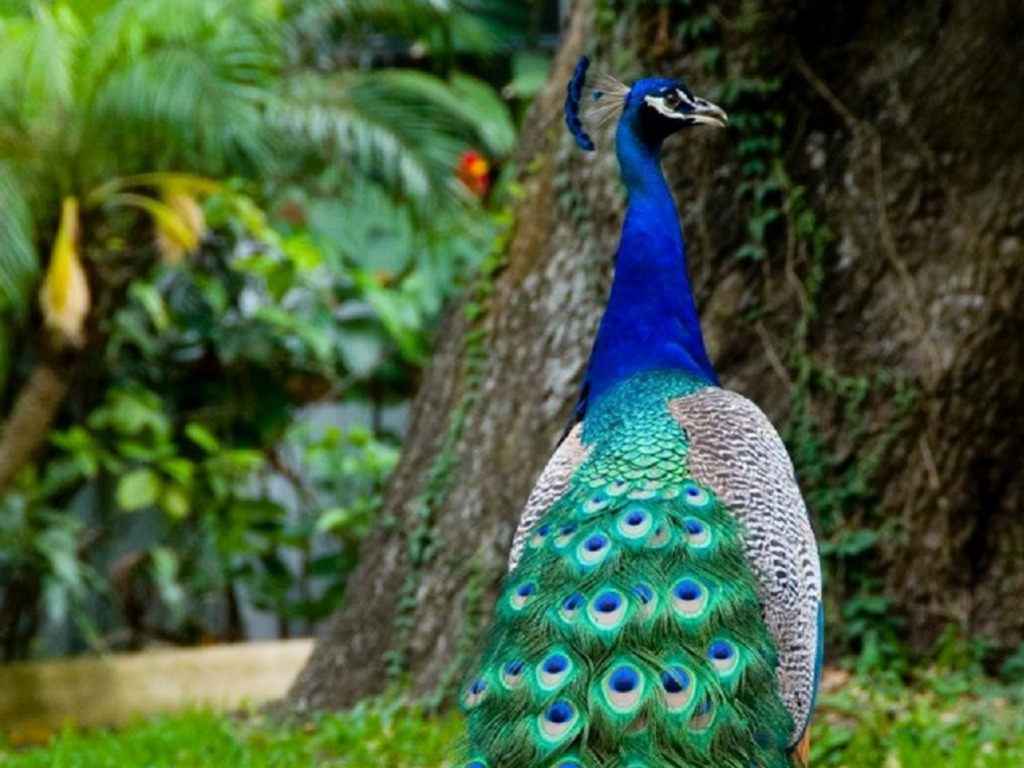 Beautiful-Peacock-Wallpaper.jpeg