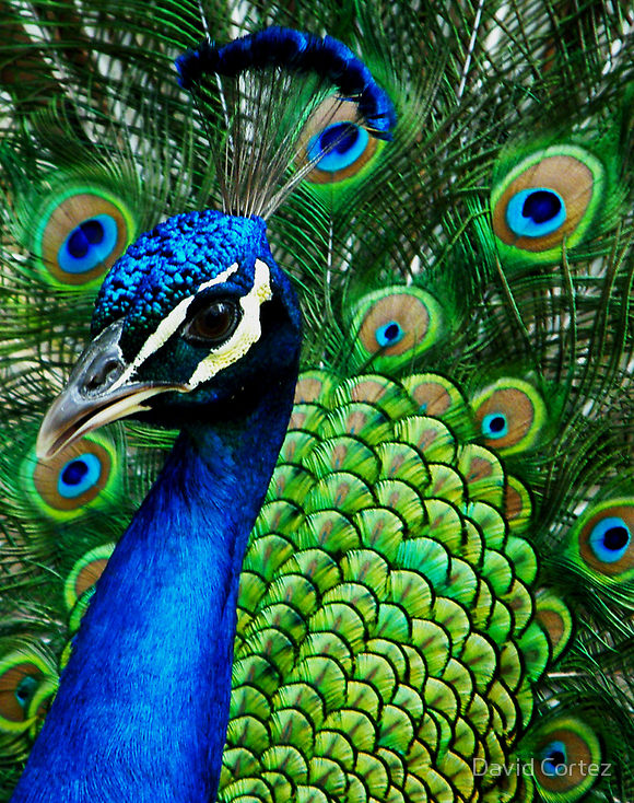 1356699-1-colorful-peacock2.jpg