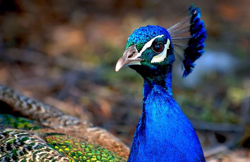 Peacocks-Eye.jpg