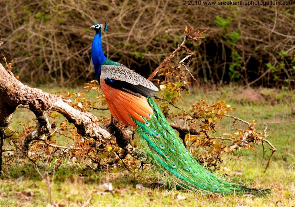 male is called a peacock and the female a peahen..jpg