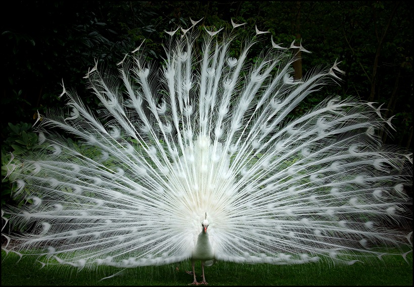 White-peacock-showing-off-his-plumage.jpg