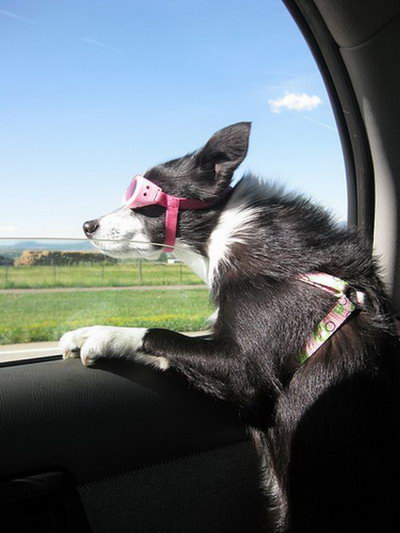 dogs_love_car_and_wind_03.jpg