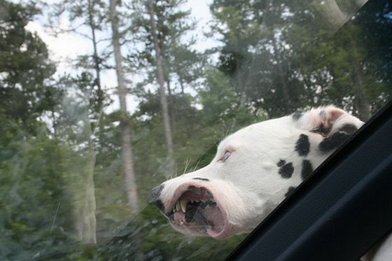 dogs_love_car_and_wind_08.jpg