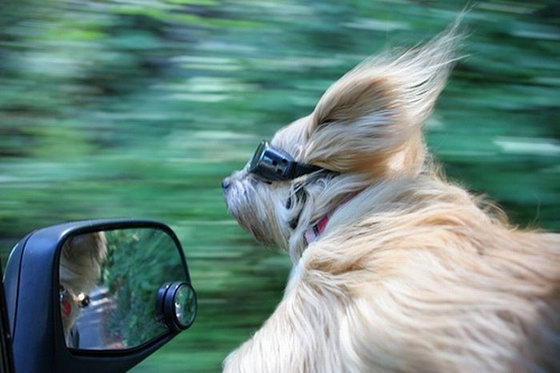 dogs_love_car_and_wind_07.jpg