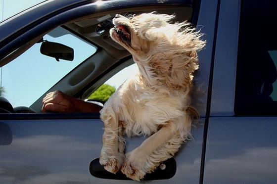 dogs_love_car_and_wind_05.jpg