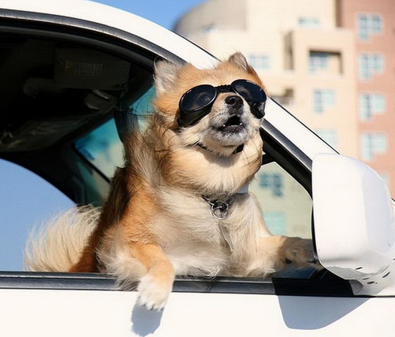 dogs_love_car_and_wind_04.jpg