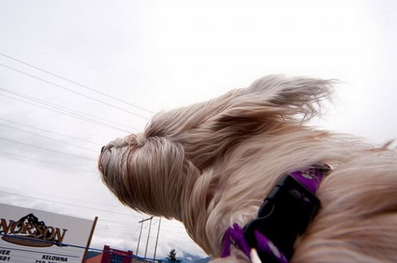 dogs_love_car_and_wind_09.jpg