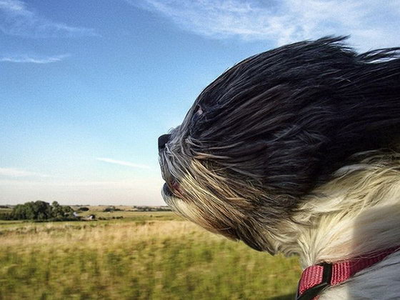 dogs_love_car_and_wind_01.jpg